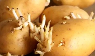 什么程度的土豆算发芽 土豆发芽是什么样的