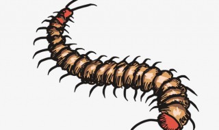 怎么驱赶蜈蚣 驱赶蜈蚣的做法