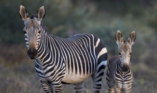 黑白皮毛的动物有哪些 黑白皮毛的动物具体有哪些
