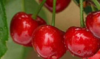 樱桃可以寄快递吗 樱桃可不可以寄快递
