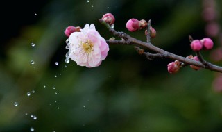 梅花泪的寓意和象征 梅花泪的寓意和象征是什么