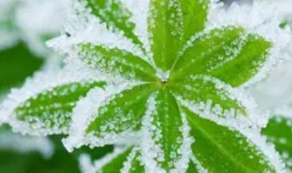 冰花的形状像什么 关于冰花形成的介绍