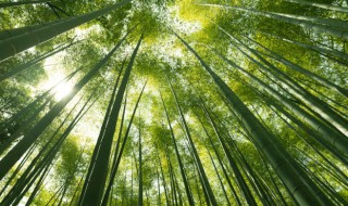 成语胸有成竹最初是用来形容 成语胸有成竹最初是用来形容什么