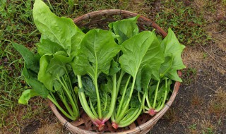 生滚菠菜猪肝粥的做法 怎么做生滚菠菜猪肝粥