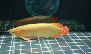 金龙鱼喂食什么最好 金龙鱼喂养问题