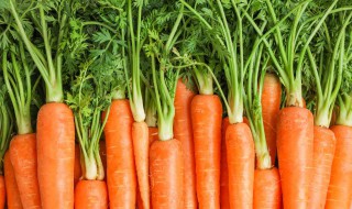 胡萝卜长白根了还能吃吗 能不能吃长白根的胡萝卜