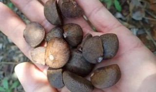 茶籽芯的功效与作用 茶籽芯有如下功效作用