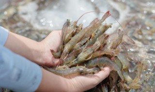 刚买的虾怎么短期存放 保存虾的方法