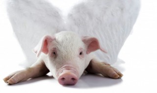 梦见小猪的寓意 梦见小猪有什么寓意