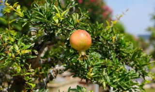 石榴的盆栽方法与注意事项 石榴的盆栽方法与注意事项介绍