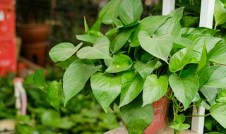 用啤酒浇绿萝怎么配比及注意事项 用啤酒浇绿萝配比方法及注意事项介绍