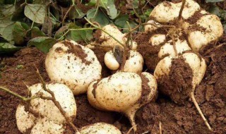 白地瓜的功效与禁忌 白地瓜的功效与禁忌简单介绍