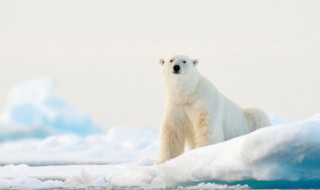 梦见动物有什么寓意 梦到动物有何寓意