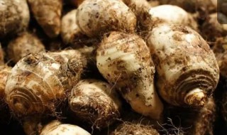 炖芋头的做法大全 有关炖芋头的做法大全