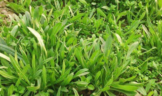 如何挑选面条菜 怎样选面条菜