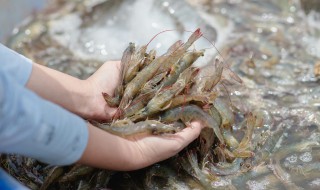 大草虾怎么做好吃 大草虾的烹饪方法