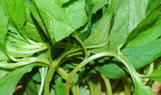 苦菜是什么菜 什么菜是苦菜