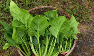 菠菜的禁忌人群 菠菜的禁忌人群有哪些