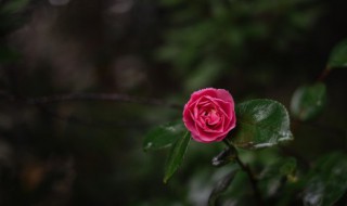 山茶花的功效和作用 山茶花的功效和作用有哪些