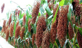 什么的高粱 高粱是什么