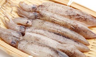 鱿鱼和八爪鱼的区别 鱿鱼和八爪鱼的区别介绍