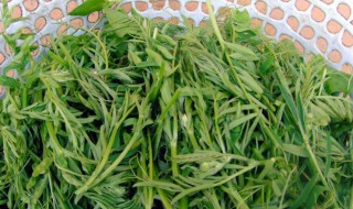 白蒿的功效与作用吃法 白蒿的功效与作用吃法介绍