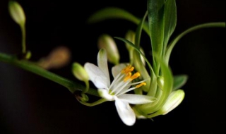 兰花图片 兰花种植方法