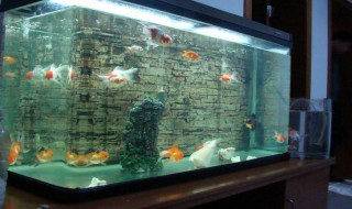 养金鱼有什么讲究吗 养金鱼的讲究简述