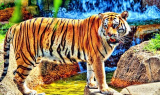 万兽之王是谁 万兽之王是谁介绍