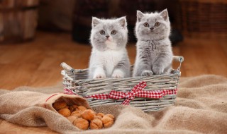 吸尘器能吸猫毛么 具体说一下