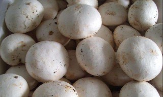 做白蘑菇的方法 做白蘑菇的简单步骤