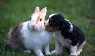 兔肉锅怎么做 家常版兔肉锅做法