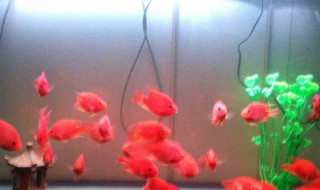 鱼缸水浑浑的怎么解决 鱼缸水浑浊的解决方法