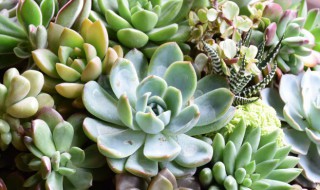 种多肉的方法 多肉怎么种植