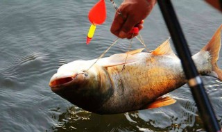 怎样钓鲢鳙 钓鲢鳙方法