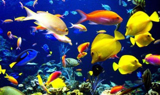 观赏鱼养什么鱼合适 观赏鱼推荐