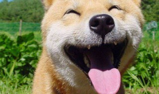 幽默爆笑的段子推荐 幽默爆笑的段子推荐有哪些