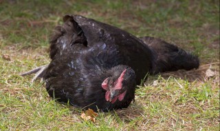 让鸡睡觉的方法 鸡睡觉的时间