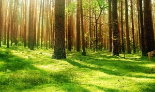 写夏天的美句 写夏天的美句有什么