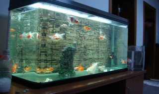 清洗鱼缸的好方法 清洗鱼缸的好方法简述