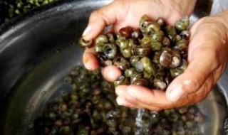 炒田螺的制作方法 田螺如何清洗干净