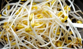 豆芽菜保存的方法 豆芽怎么保存过夜