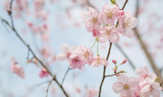 关于樱花的唯美句子简短 关于樱花的句子精选