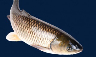 哪些鱼可以做酸菜鱼 适合还酸菜鱼的鱼