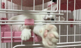 猫咪托运怎么解决吃饭 大小便怎么解决