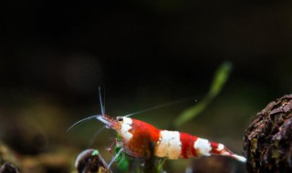 水晶虾的选购方法 这些特征要记牢