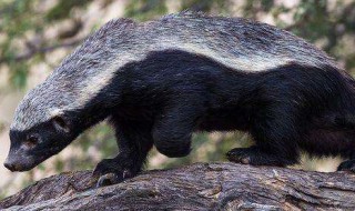 世界上最厉害的动物 最厉害的动物是蜜獾