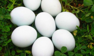 生的鹅蛋怎么保存 保存鹅蛋的方法