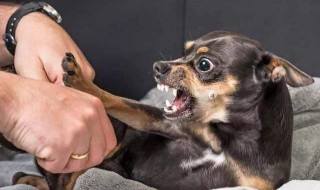 儿童被狗咬了怎么处理 孩子被狗咬了怎么办？