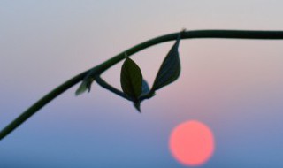 进击的巨人巨人的由来 进击的巨人剧情